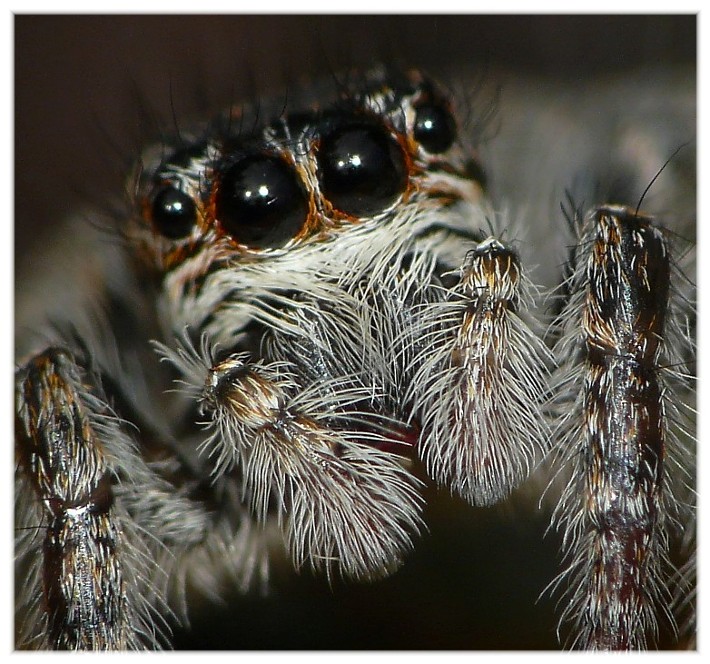 Ma che occhi grandi che hai............(due)